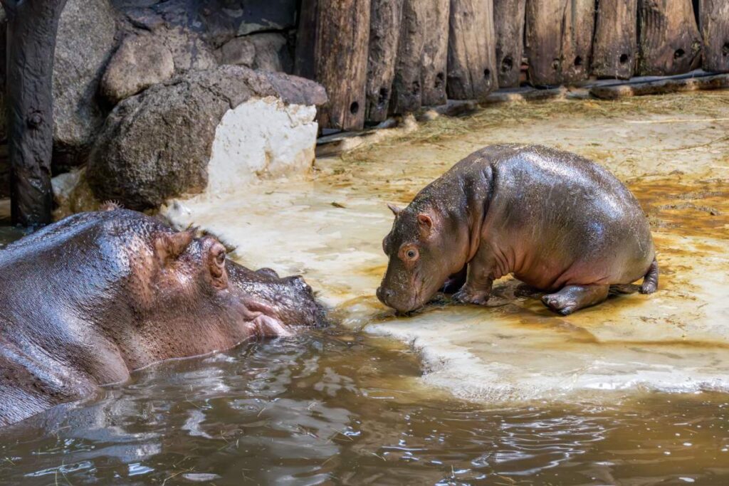 moo deng the pygmy Hippo with his mother in a zoo