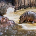 moo deng the pygmy Hippo with his mother in a zoo