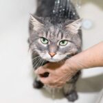 Cat taking a bath. Female hands washing the cat. Gray green-eyed cat plaintively looking at the camera