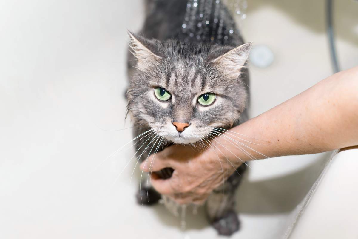 Cat taking a bath. Female hands washing the cat. Gray green-eyed cat plaintively looking at the camera