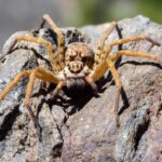 A close-up of a huntsman spider perched atop a wooden surface in sunlight