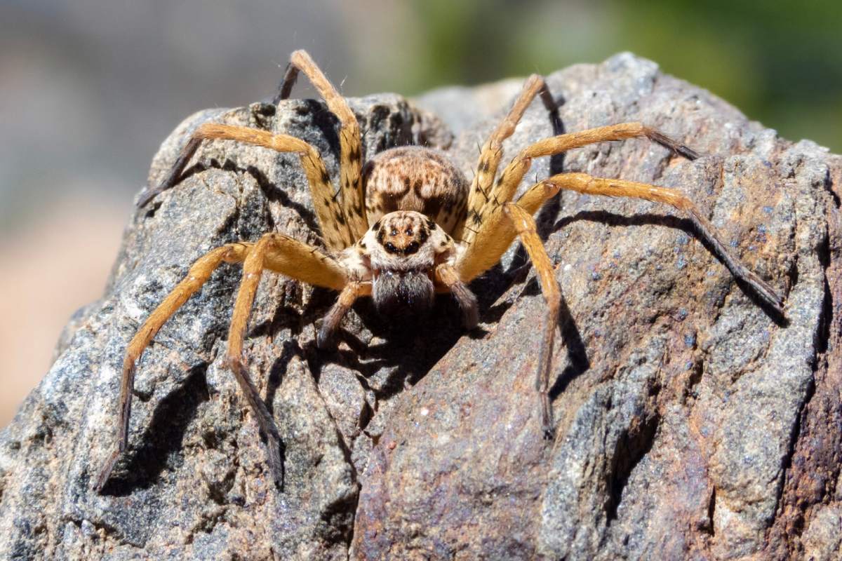 A close-up of a huntsman spider perched atop a wooden surface in sunlight