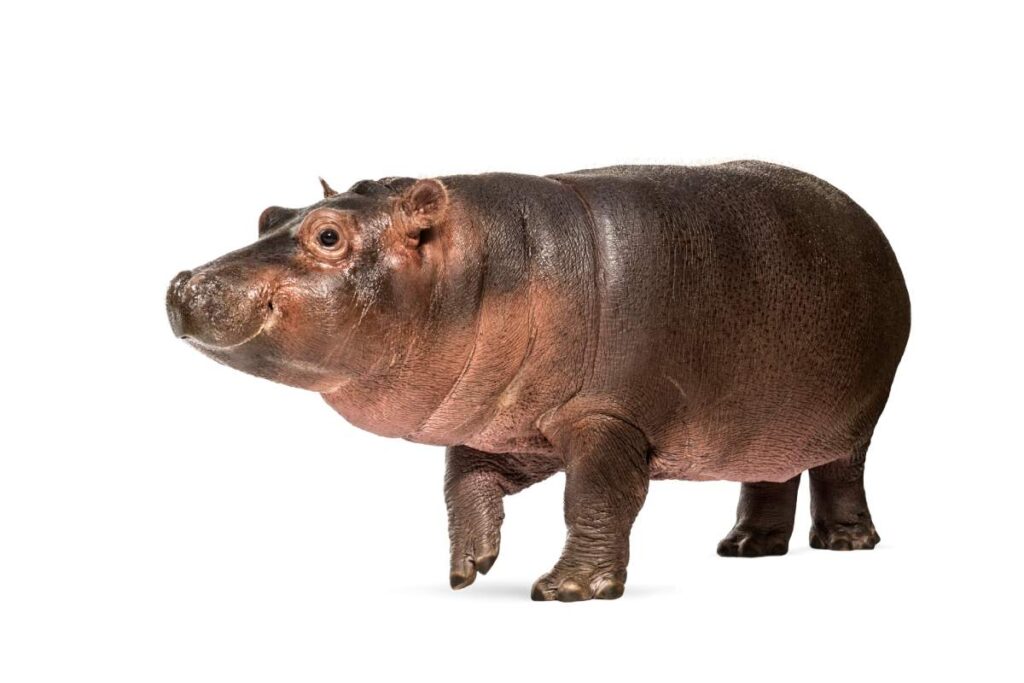 Hippo calf, 3 months old, isolated, Hippopotamus amphibius