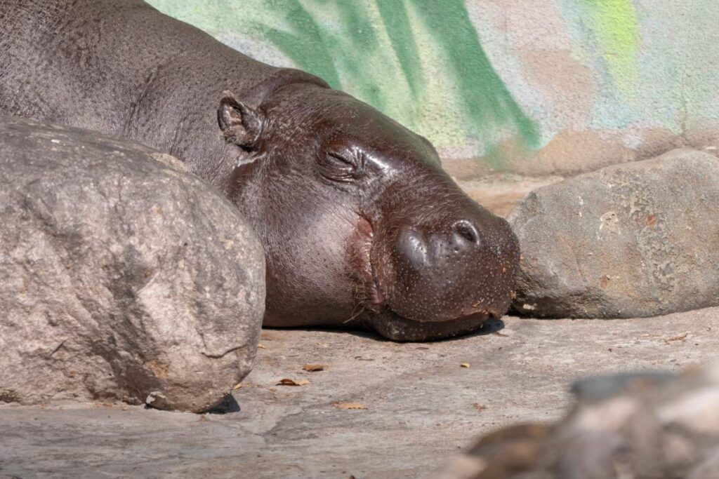 Pygmy Hippopotamus in a Moscow zoo Choeropsis liberiensis.